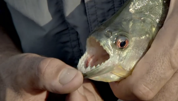 ScienceChannel's tweet photo. TIL how to catch a black piranha. [Video] http://t.co/1AFBCvSp3v #SCI2 http://t.co/qikwgCGqmi