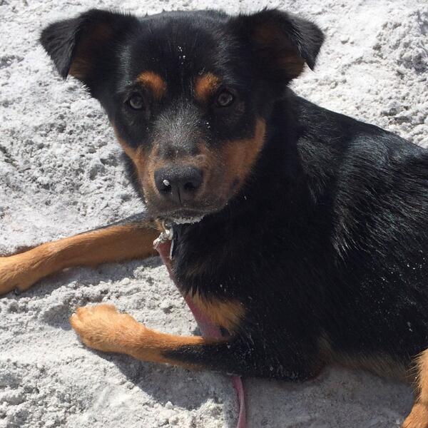 I love the #beach the #Florida weather was awesome today and <a href="/FLStateParks/">Florida State Parks</a> are so much fun! #honeymoonisland