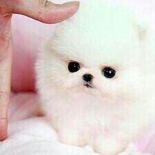 Maria_Eduard11's tweet photo. Meu bebé http://t.co/s4n2rhJEQl