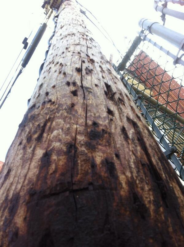 ecopoto's tweet photo. Sickly. Rotting. Slowly leaching toxic chemicals. Time for a cure. #poisonpole http://t.co/jObIUNwz1p