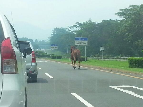 shahnazbrilly's tweet photo. HAHAHA "@Vinny_Herbast: Kuda lepas di tol baranang siang bogor, hati2 apabila melintas. http://t.co/l2fPit5i4i"