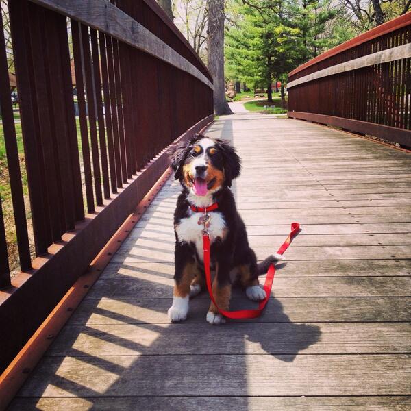 Today we went to the park. #PosingPretty #GoodDog #ProudMommy