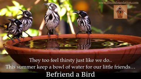 dhyanfoundation's tweet photo. Every year, hundreds of thirsty birds & stray animals die dehydrated due to lack of drinking water. #KeepABowl http://t.co/w8kivQ6yj8