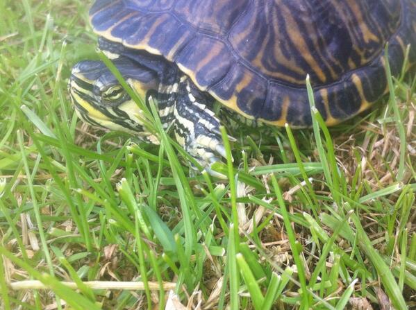 DualAlpha_'s tweet image. His name is Franklin