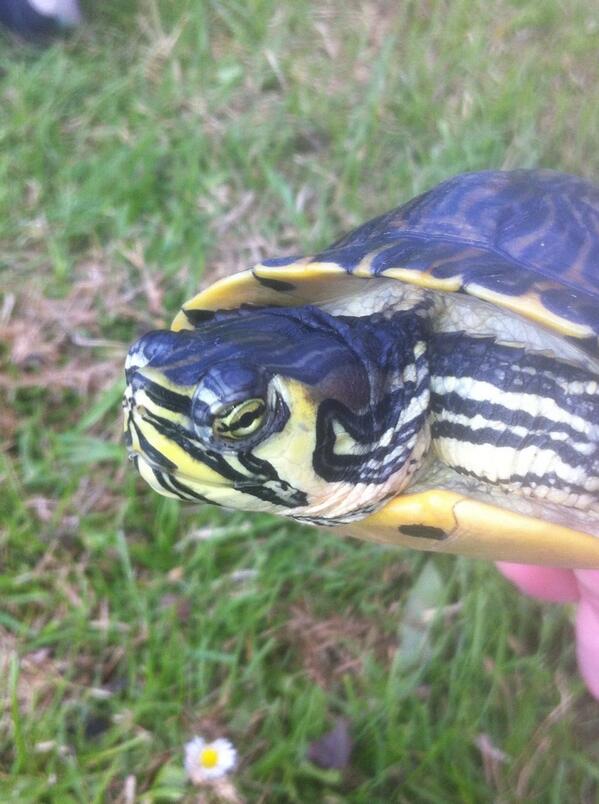 DualAlpha_'s tweet image. His name is Franklin