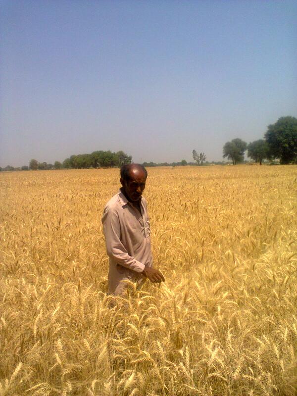 OSDI_pk's tweet image. #OSDI&apos;s beneficiary harvests 225 Maunds of Wheat Crop