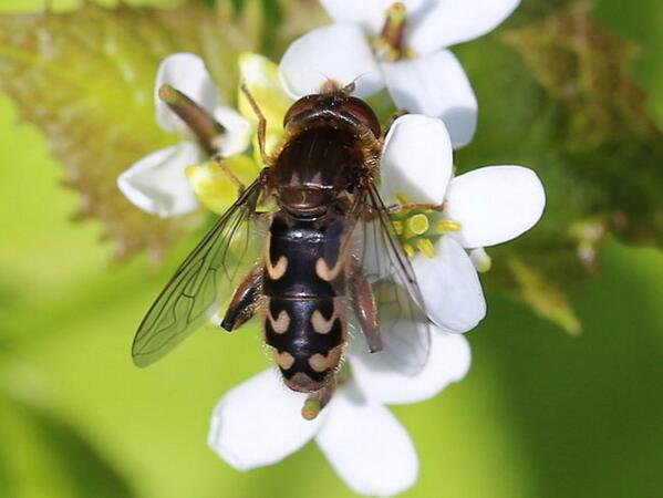 BarrieWidden's tweet photo. Brilliant day on Som Levels at weekend photo'ing hoverflies. Just got them sorted. This one's Anasimyia transfuga. http://t.co/D2eqtzHdav
