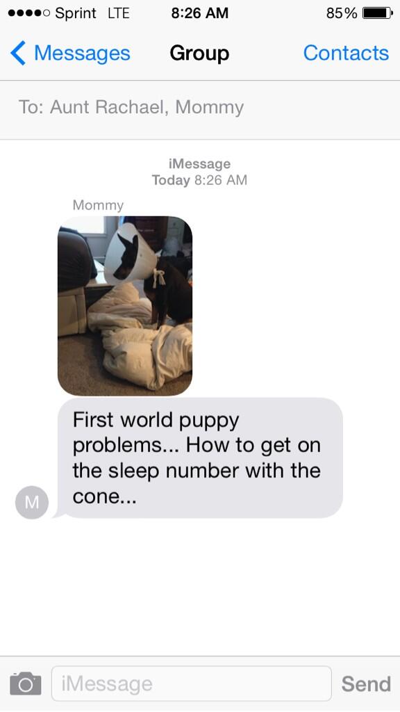 samrorke's tweet image. The texts my mom sends me .... #SpoiledDogLife
