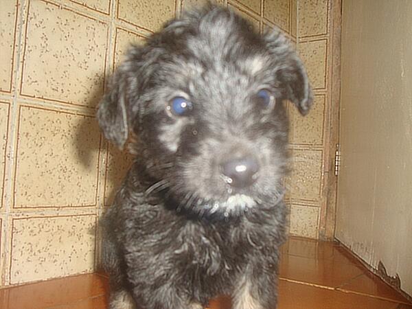 Felip_gOn's tweet photo. Marley http://t.co/aAJJeVoyAR