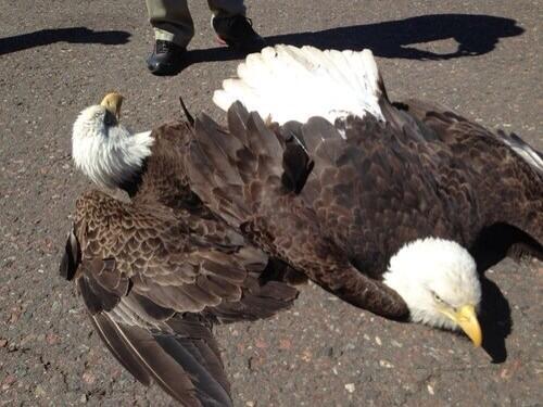 official_bucky's tweet photo. have you ever wondered what steve looks like when he trips and falls well here is your answer http://t.co/696H5YUQR1