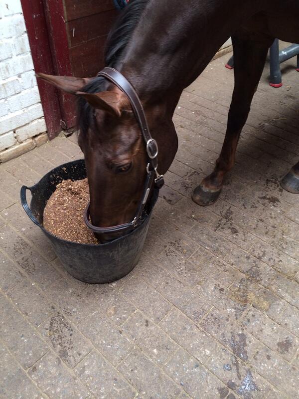 jodyvg's tweet photo. Caramel already start lunch #slobber #pavo #RaboTalententeam zorgt voor sneller herstel na zware training! http://t.co/HqzpwnSWTB