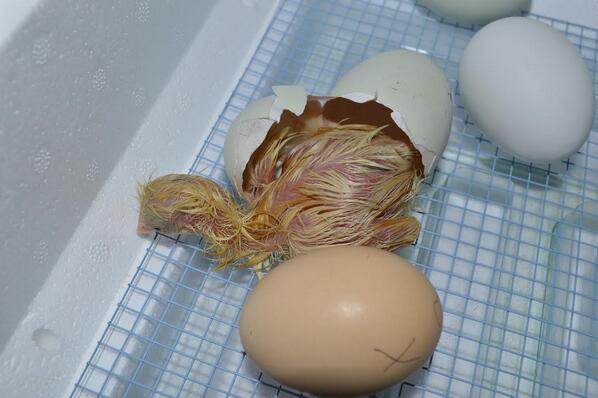 AllianceBulldog's tweet image. One of the chicks hatched @ GV by Mrs. Adam&apos;s 2nd graders. #AllianceBulldogs #schoolscienceproject