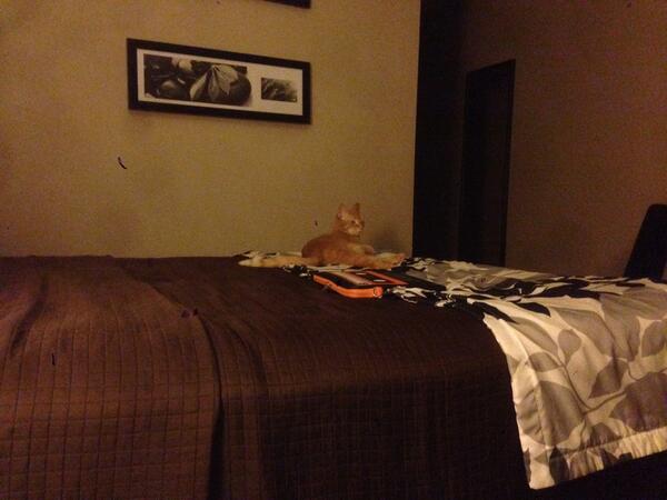 CatChauffeur's tweet photo. @CatChauffeur: Pierre got his own bed last night. #2bedscheaperthan1 #drivingwithcats #southdakotaisbig http://t.co/TU2iDQM7hu