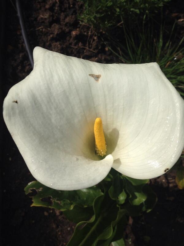 podgardendesign's tweet photo. Zantadescia looking fab in the sun http://t.co/nDE7duhEXe