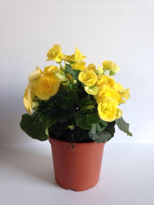 Esspora's tweet image. Recien llegadas al vivero ¿por que color te decantas? #begoniaseliator #colores #primavera