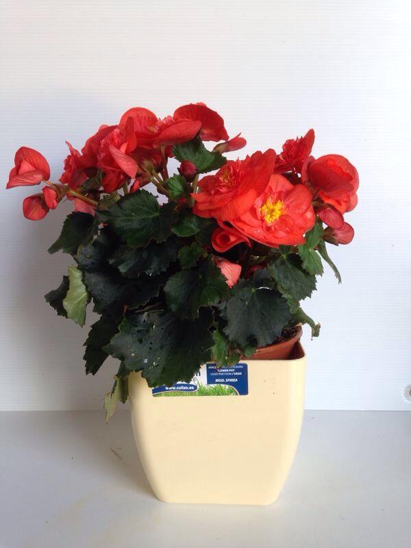 Esspora's tweet image. Recien llegadas al vivero ¿por que color te decantas? #begoniaseliator #colores #primavera