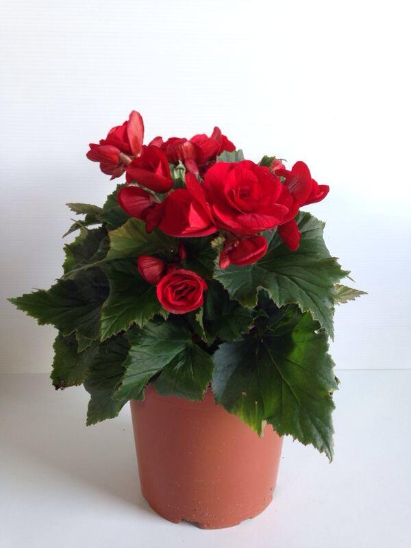 Esspora's tweet image. Recien llegadas al vivero ¿por que color te decantas? #begoniaseliator #colores #primavera