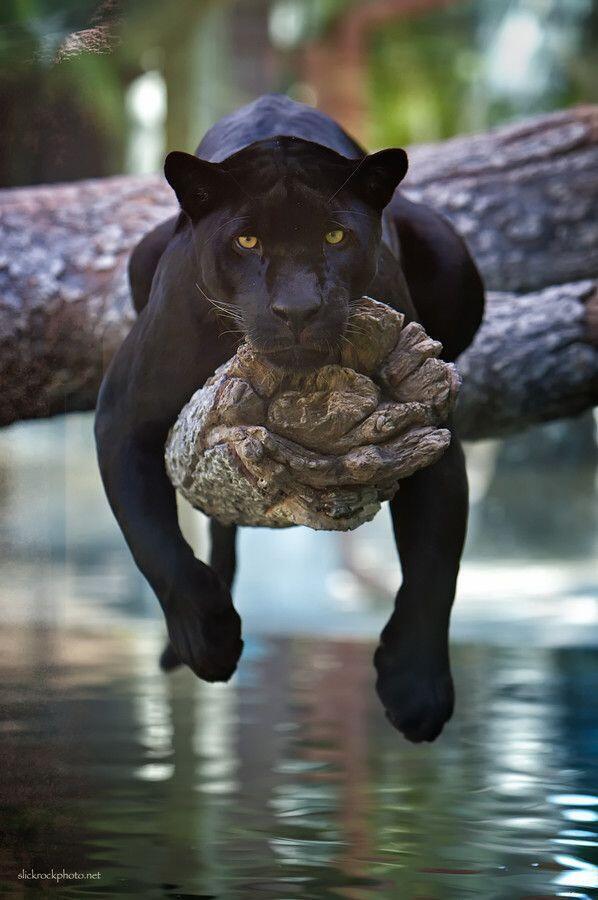 ScenesoftheWild's tweet photo. Jaguar. Photo by Charlie Burlingame http://t.co/5UciNqJNdb