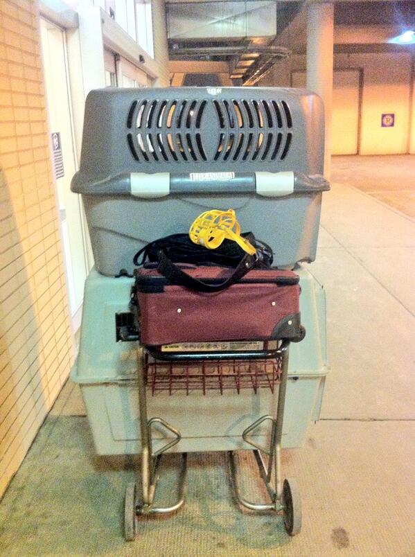 Last night we brought 2 greyhounds to #yeg