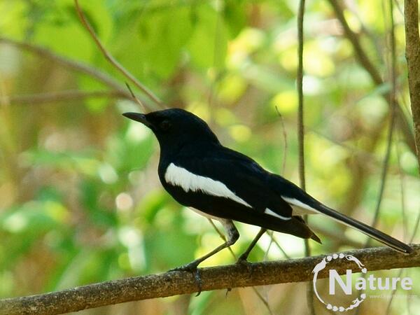 CheerNature's tweet photo. #Oriental Magpie Robin Everyday he woke me up at 5AM with his melodisous songs!  #india #birding #birdphotography http://t.co/c3E8XnB9rJ