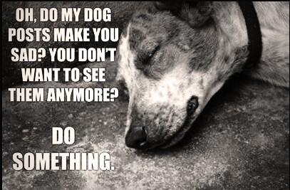 Stop Animal Abuse on Twitter: Stop Animal Abuse on Twitter: