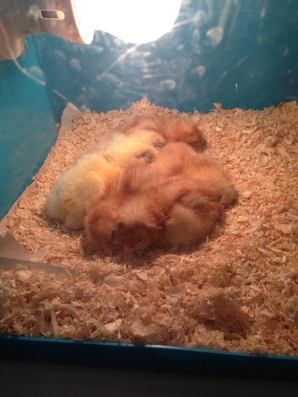 ChobhamScienceP's tweet photo. Six at the end of Wednesday http://t.co/uIn2ZN84gF
