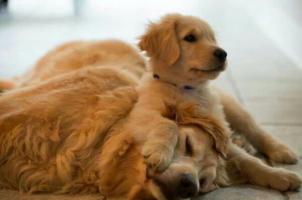 ThatsAnimals's tweet photo. bestfriend http://t.co/k3IOvIdv3q
