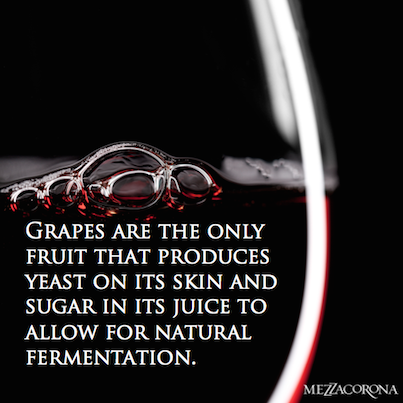 MezzacoronaWine's tweet photo. #DidYouKnow this fact about grapes? #WineWisdom http://t.co/Cp4op7Qd8O
