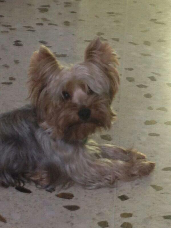 Adopta1Vida's tweet photo. @Pelu2SOS Nico #Perro #Perdido lo busca su familia desde jueves pasado #Trigal #Trigaleña #Valencia http://t.co/ipaOML6Rqt