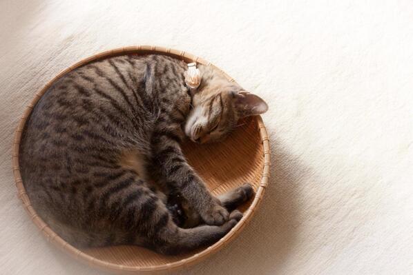 The Cult Cat (@elverojaguar) on Twitter photo 