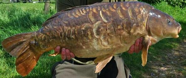 A super scaley #Norfolkcarp,  from a lake on the Norfolk/Suffolk boarder
#carp
#carpfishing
#carpcrew