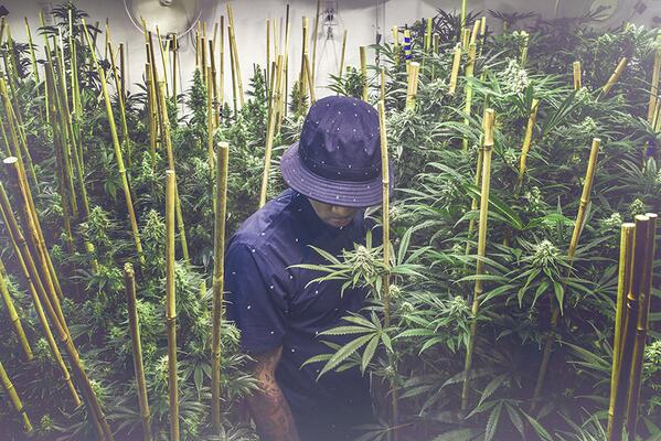 BROTHERHOODMAG's tweet photo. Live from your neighbor's greenhouse, it's the summer lookbook from @Akomplice >>> http://t.co/SrulsEus8Y #kushedup http://t.co/SZOLmABjM3