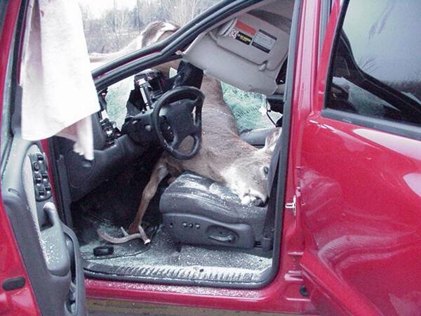 Your phone can save your life! #AvoiDeer warns about roadside wildlife #dorset #surrey bit.ly/1fEsMQD