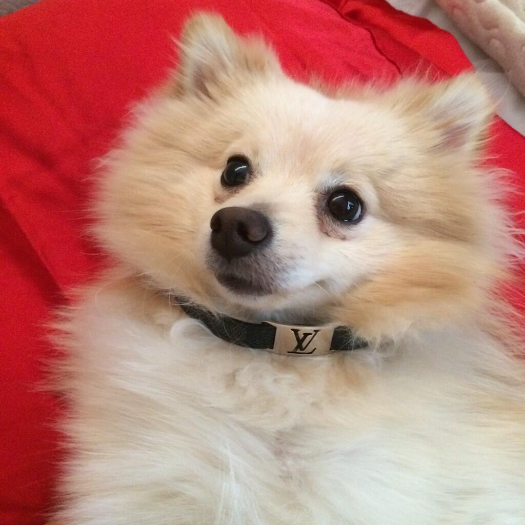 What Breed Is Sssniperwolfs Dogs