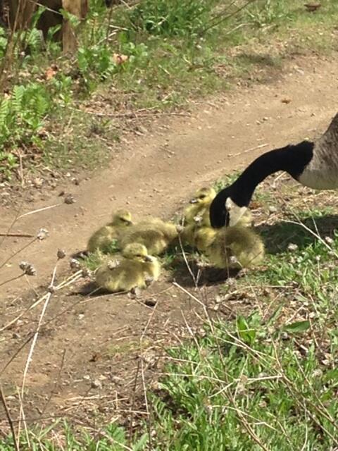 CoachJCB's tweet image. Good mama goose!  #springishere #whyiloveboston