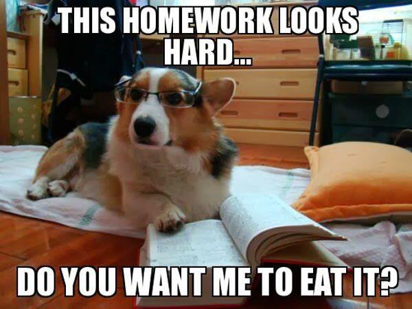 MicroSealVI's tweet image. ow.ly/i/4YW2n Atta Boy! #homeworkishard #funny #dog