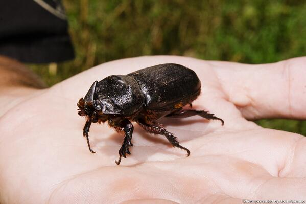 This bug is yucky. Also, if it's let to populate our island, it could wipe out our palm trees. unrealhawaii.com/2014/05/hawaii…