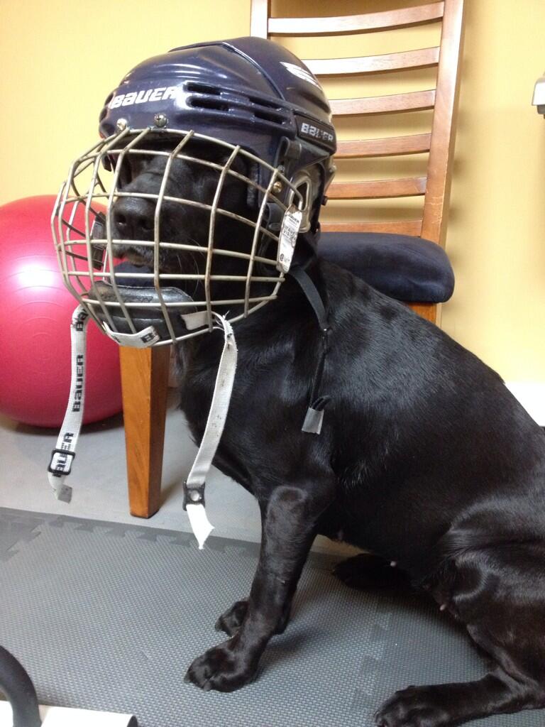 Things on My Dog X Hockey helmet http t ci7qLNoZgY X
