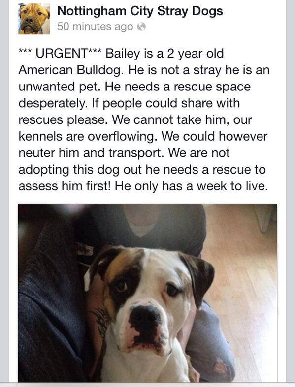 BaileySprocker's tweet photo. @AmBull_Bronson do you know of any rescue's who could help dis pal? http://t.co/lCwipIM3TE