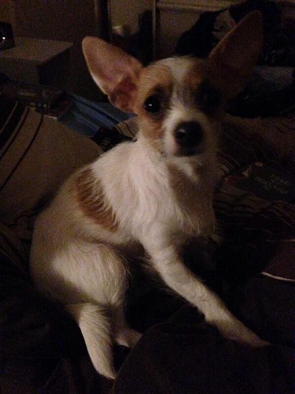 lilagrumpy's tweet photo. "What?! I wasn't doing anything?! Honest!" http://t.co/Npz9J0eprU