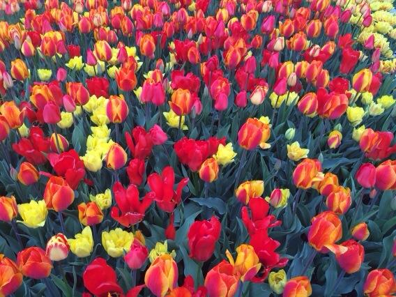 Love the beautiful tulips @inthecircle! #wadeoval