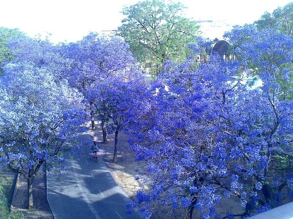 LocalTerminalJP's tweet image. 春と秋、年に2回花を咲かせるジャカランダ。お花見をしたくなるところですが、落ちた花はベトベトとくっつき、桜のような花見はできません。