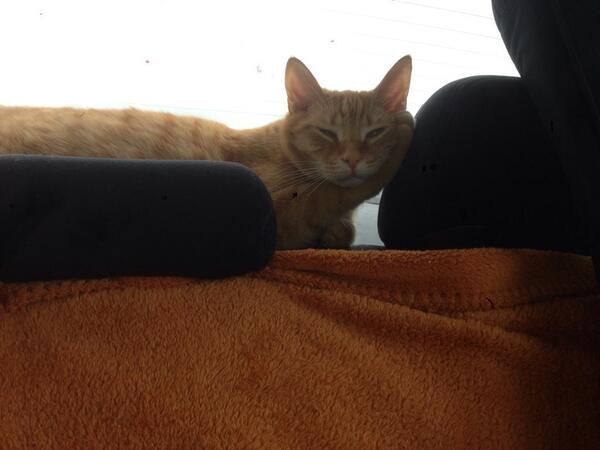 CatChauffeur's tweet photo. Pasha pose. #drivingwithcats http://t.co/rHd8dJiJm1