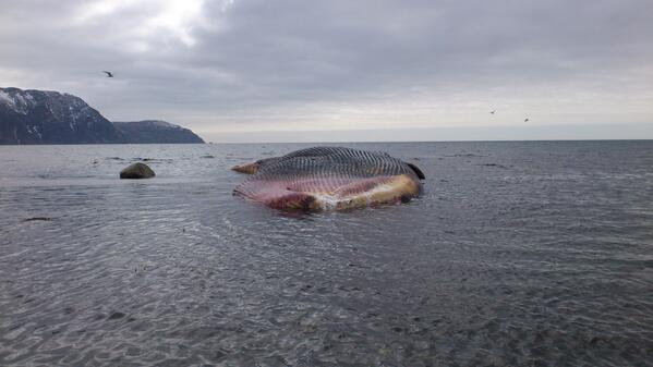 Embedded image permalink