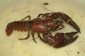 badfishingprobs's tweet photo. Retweet if you like to use these for bait http://t.co/L7xabgSvGI