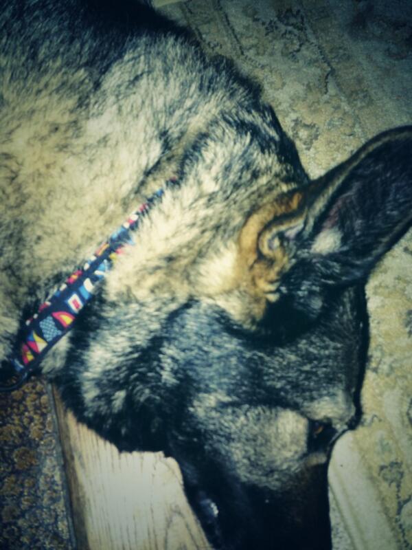 EastCoastPrepp's tweet photo. Loving my dogs nauti collar http://t.co/zWRuLEsMYA
