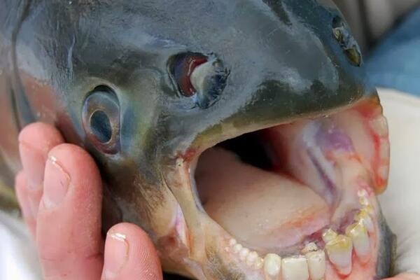 メラニズム 人間