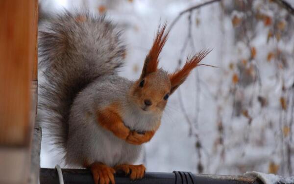 Squirrelboyswag's tweet photo. When someone mentions @samwoolfmusic http://t.co/C18OB9e1PA