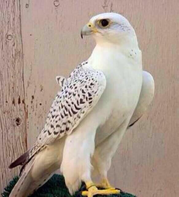 l_mosawi's tweet photo. I likes http://t.co/9JRutF7NcT