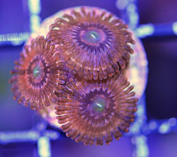 BMFcorals's tweet photo. New auctions on eBay                   http://t.co/8BZVHmfobc http://t.co/mYfudKLxMx